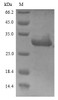 (Tris-Glycine gel) Discontinuous SDS-PAGE (reduced) with 5% enrichment gel and 15% separation gel.