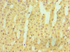 Immunohistochemistry of paraffin-embedded human adrenal gland tissue using CSB-PA010763ESR2HU at dilution of 1:100