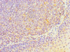 Immunohistochemistry of paraffin-embedded human tonsil tissue using CSB-PA010647DSR1HU at dilution of 1:100