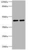 Western blot<br />
 All lanes: NAD-dependent protein deacetylase sirtuin-3, mitochondrial antibody at 2µg/ml<br />
 Lane 1: NIH/3T3 whole cell lysate<br />
 Lane 2: HepG2 whole cell lysate<br />
 Secondary<br />
 Goat polyclonal to rabbit IgG at 1/10000 dilution<br />
 Predicted band size: 44, 29 kDa<br />
 Observed band size: 44 kDa<br />