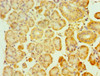 Immunohistochemistry of paraffin-embedded human pancreatic tissue using CSB-PA882102ESR1HU at dilution of 1:100