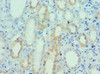Immunohistochemistry of paraffin-embedded human kidney tissue using CSB-PA025771ESR1HU at dilution of 1:100