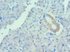 Immunohistochemistry of paraffin-embedded human pancreatic tissue using CSB-PA025771ESR2HU at dilution of 1:100