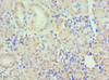 Immunohistochemistry of paraffin-embedded human pancreatic tissue using CSB-PA017492DSR1HU at dilution of 1:100