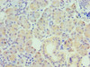 Immunohistochemistry of paraffin-embedded human pancreatic tissue using CSB-PA017492DSR2HU at dilution of 1:100