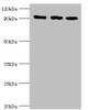 Western blot<br />
 All lanes: DNA replication licensing factor MCM3 antibody at 8µg/ml<br />
 Lane 1: Hela whole cell lysate<br />
 Lane 2: K562 whole cell lysate<br />
 Lane 3: 293T whole cell lysate<br />
 Secondary<br />
 Goat polyclonal to rabbit IgG at 1/10000 dilution<br />
 Predicted band size: 91, 96 kDa<br />
 Observed band size: 91 kDa<br />