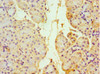 Immunohistochemistry of paraffin-embedded human pancreatic tissue using CSB-PA857458ESR2HU at dilution of 1:100