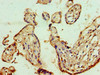 Immunohistochemistry of paraffin-embedded human placenta tissue using CSB-PA001822ESR2HU at dilution of 1:100