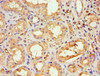 Immunohistochemistry of paraffin-embedded human kidney tissue using CSB-PA883363ESR1HU at dilution of 1:100