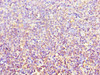 Immunohistochemistry of paraffin-embedded human tonsil tissue using CSB-PA878955ESR1HU at dilution of 1:100