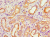 Immunohistochemistry of paraffin-embedded human kidney tissue using CSB-PA878955ESR1HU at dilution of 1:100