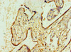 Immunohistochemistry of paraffin-embedded human placenta tissue using CSB-PA859948ESR2HU at dilution of 1:100