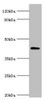 Western blot<br />
 All lanes: Aryl-hydrocarbon-interacting protein-like 1 antibody at 5µg/ml + Rat brain tissue<br />
 Secondary<br />
 Goat polyclonal to rabbit IgG at 1/10000 dilution<br />
 Predicted band size: 44, 37, 42, 41 kDa<br />
 Observed band size: 44 kDa<br />