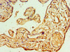 Immunohistochemistry of paraffin-embedded human placenta tissue using CSB-PA882159ESR2HU at dilution of 1:100