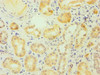Immunohistochemistry of paraffin-embedded human kidney tissue using CSB-PA007834DSR2HU at dilution of 1:100