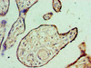 Immunohistochemistry of paraffin-embedded human placenta tissue using CSB-PA878844ESR1HU at dilution of 1:100