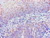 Immunohistochemistry of paraffin-embedded human tonsil tissue using CSB-PA897497ESR1HU at dilution of 1:100
