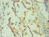 Immunohistochemistry of paraffin-embedded human prostate tissue using CSB-PA022584ESR1HU at dilution of 1:100