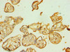 Immunohistochemistry of paraffin-embedded human placenta tissue using CSB-PA890743ESR1HU at dilution of 1:100