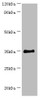 Western blot<br />
 All lanes: BCAT2 antibody at 14µg/ml + 293T whole cell lysate<br />
 Secondary<br />
 Goat polyclonal to rabbit IgG at 1/10000 dilution<br />
 Predicted band size: 45, 34 kDa<br />
 Observed band size: 34 kDa<br />