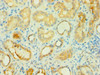 Immunohistochemistry of paraffin-embedded human kidney tissue using CSB-PA002601ESR1HU at dilution of 1:100