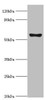 Western blot<br />
 All lanes: Cytochrome P450 2F1 antibody at 8µg/ml + A549 whole cell lysate<br />
 Secondary<br />
 Goat polyclonal to rabbit IgG at 1/10000 dilution<br />
 Predicted band size: 56, 37 kDa<br />
 Observed band size: 56 kDa<br />