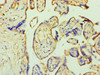 Immunohistochemistry of paraffin-embedded human placenta tissue using CSB-PA026691ESR2HU at dilution of 1:100