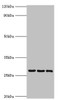 Western blot<br />
 All lanes: 14-3-3 protein theta antibody at 4µg/ml<br />
 Lane 1: A549 whole cell lysate<br />
 Lane 2: Mouse lung tissue<br />
 Lane 3: HepG2 whole cell lysate<br />
 Secondary<br />
 Goat polyclonal to rabbit IgG at 1/10000 dilution<br />
 Predicted band size: 28 kDa<br />
 Observed band size: 28 kDa<br />