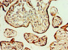 Immunohistochemistry of paraffin-embedded human placenta tissue using CSB-PA009443ESR2HU at dilution of 1:100