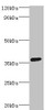 Western blot<br />
 All lanes: PDZ and LIM domain protein 1 antibody at 2µg/ml + HepG2 whole cell lysate<br />
 Secondary<br />
 Goat polyclonal to rabbit IgG at 1/10000 dilution<br />
 Predicted band size: 36 kDa<br />
 Observed band size: 36 kDa<br />