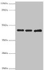 Western blot<br />
 All lanes: Poliovirus receptor antibody at 3µg/ml<br />
 Lane 1: Mouse gonad tissue<br />
 Lane 2: HepG2 whole cell lysate<br />
 Lane 3: K562 whole cell lysate<br />
 Secondary<br />
 Goat polyclonal to rabbit IgG at 1/10000 dilution<br />
 Predicted band size: 46, 41, 40, 43 kDa<br />
 Observed band size: 46 kDa<br />