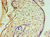 Immunohistochemistry of paraffin-embedded human placenta tissue using CSB-PA754617ESR2HU at dilution of 1:100