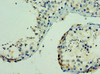 Immunohistochemistry of paraffin-embedded human testis tissue using CSB-PA865108ESR2HU at dilution of 1:100