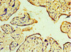Immunohistochemistry of paraffin-embedded human placenta tissue using CSB-PA013412ESR1HU at dilution of 1:100