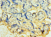 Immunohistochemistry of paraffin-embedded human placenta tissue using CSB-PA023072ESR1HU at dilution of 1:100