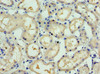 Immunohistochemistry of paraffin-embedded human kidney tissue using CSB-PA022738ESR2HU at dilution of 1:100