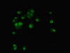 Immunofluorescent analysis of MCF-7 cells using CSB-PA620884ESR2HU at dilution of 1:100 and Alexa Fluor 488-congugated AffiniPure Goat Anti-Rabbit IgG (H+L)