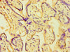 Immunohistochemistry of paraffin-embedded human placenta tissue using CSB-PA883434ESR1HU at dilution of 1:100