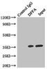 Immunoprecipitating DFFA in Hela whole cell lysate<br />
 Lane 1: Rabbit control IgG instead of (1µg) instead of CSB-PA006737DSR2HU in Hela whole cell lysate.
 For western blotting, a HRP-conjugated anti-rabbit IgG, specific to the non-reduced form of IgG was used as the Secondary antibody (1/50000) <br />
 Lane 2: CSB-PA006737DSR2HU (4µg) + Hela whole cell lysate (500µg) <br />
 Lane 3: Hela whole cell lysate (20µg) <br />