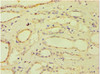 Immunohistochemistry of paraffin-embedded human kidney tissue using CSB-PA002369ESR2HU at dilution of 1:100