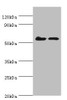 Western blot<br />
 All lanes: CDK16 antibody at 5µg/ml<br />
 Lane 1: Mouse brain tissue<br />
 Lane 2: Mouse small intestineSecondary<br />
 Goat polyclonal to rabbit IgG at 1/10000 dilution<br />
 Predicted band size: 56, 64, 57 kDa<br />
 Observed band size: 56 kDa<br />