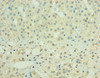 Immunohistochemistry of paraffin-embedded human adrenal gland tissue using CSB-PA846663DSR1HU at dilution of 1:100