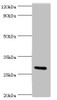 Western blot<br />
 All lanes: COLEC11 antibody at 4µg/ml + Rat liver tissue<br />
 Secondary<br />
 Goat polyclonal to rabbit IgG at 1/10000 dilution<br />
 Predicted band size: 29, 27, 22, 30, 25, 24, 31 kDa<br />
 Observed band size: 29 kDa<br />