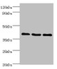 Western blot<br />
 All lanes: GPRC5A antibody at 8µg/ml<br />
 Lane 1: Hela whole cell lysate<br />
 Lane 2: HepG2 whole cell lysate<br />
 Lane 3: MCF-7 whole cell lysate<br />
 Secondary<br />
 Goat polyclonal to rabbit IgG at 1/10000 dilution<br />
 Predicted band size: 40 kDa<br />
 Observed band size: 40 kDa<br />