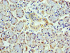 Immunohistochemistry of paraffin-embedded human pancreatic tissue using CSB-PA880098ESR2HU at dilution of 1:100