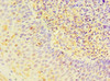 Immunohistochemistry of paraffin-embedded human tonsil tissue using CSB-PA022880DSR1HU at dilution of 1:100