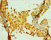Immunohistochemistry of paraffin-embedded human testis tissue using CSB-PA896875DSR2HU at dilution of 1:100