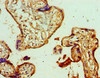 Immunohistochemistry of paraffin-embedded human placenta tissue using CSB-PA009984ESR1HU at dilution of 1:100