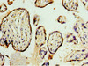 Immunohistochemistry of paraffin-embedded human placenta tissue using CSB-PA896713ESR2HU at dilution of 1:100