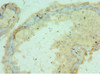 Immunohistochemistry of paraffin-embedded human testis tissue using CSB-PA889097ESR1HU at dilution of 1:100
